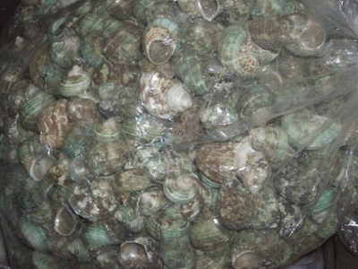 Small green shell