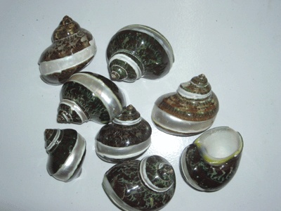 Small shell carved