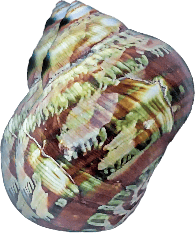 Turbo petholatus