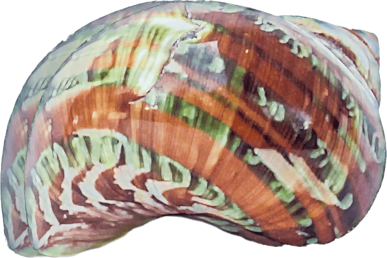 Turbo petholatus