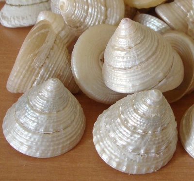trochus maculatus polish pearl