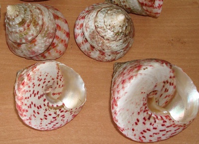 Tectus conus shell natural