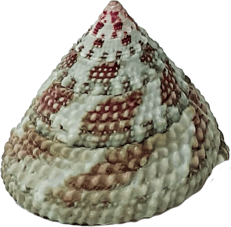 trochus radiatus