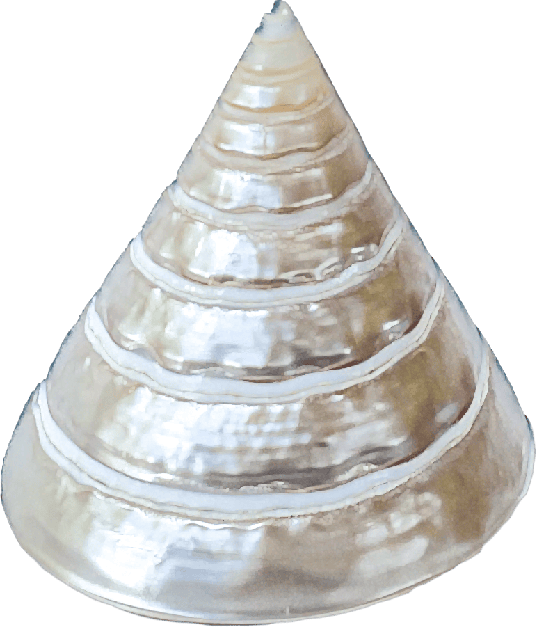 TECTUS PYRAMIS medium polish