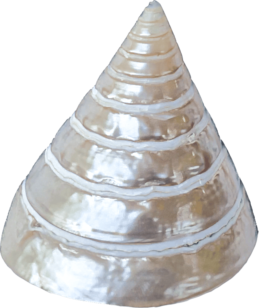 TECTUS PYRAMIS medium polish