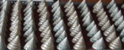 tectus triserialis / top shell