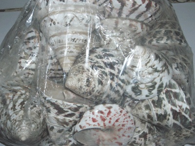 trocus niloticus / di larang UU