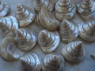 TECTUS PYRAMIS shell polish