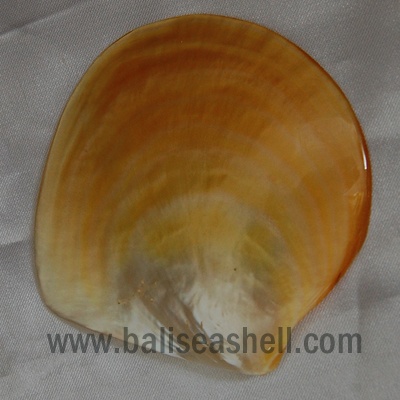 seashell natural gold mother pearl polished