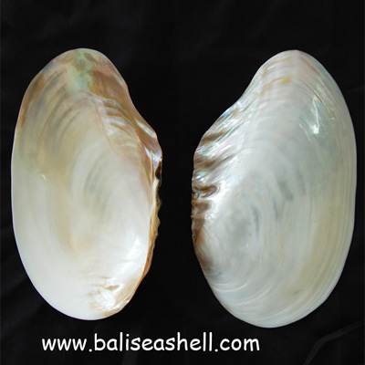 seashell polished river shell
