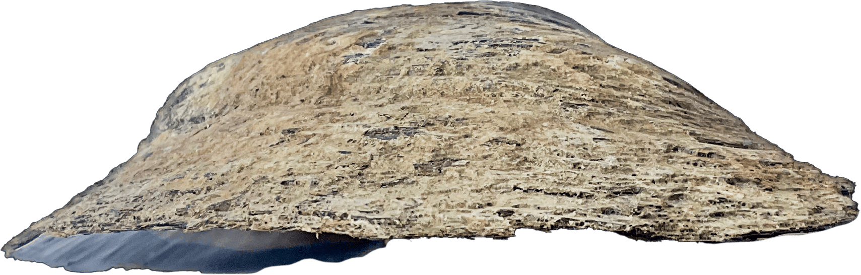 shell mabe pteria pinguin