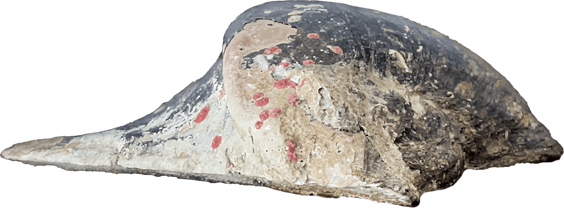 shell mabe pteria pinguin