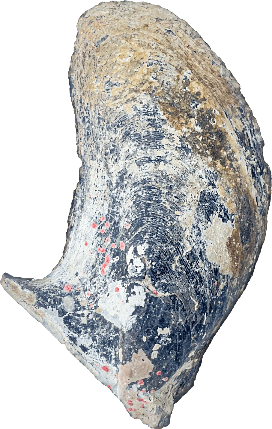 shell mabe pteria pinguin