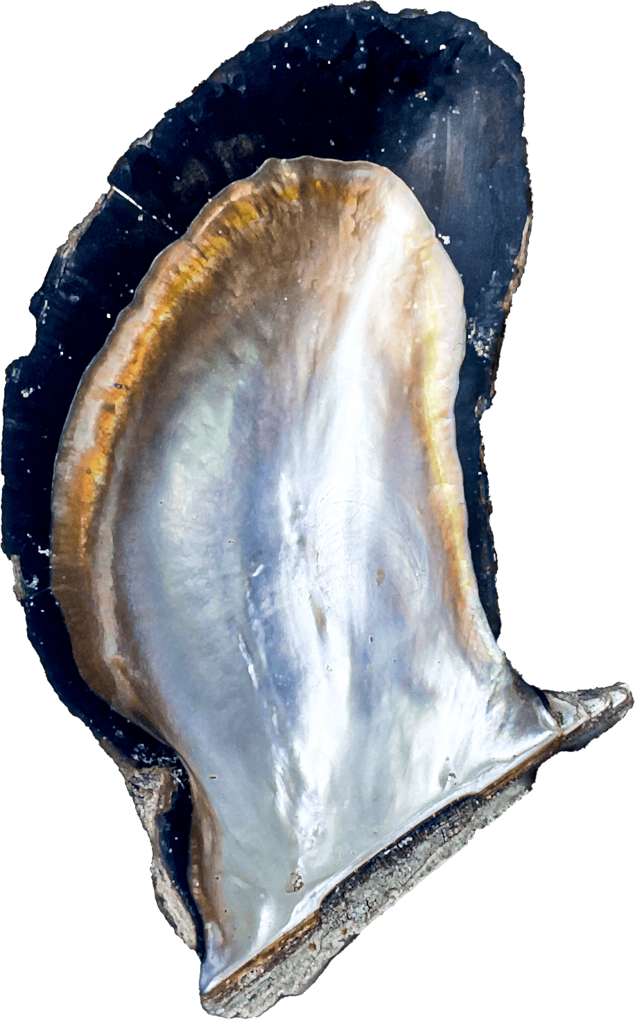 shell mabe pteria pinguin