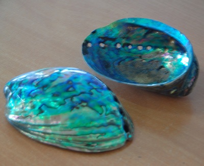 shell paua polished natural
