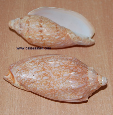 cymbiola aulica