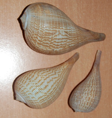ficus gracilis ,shell natural
