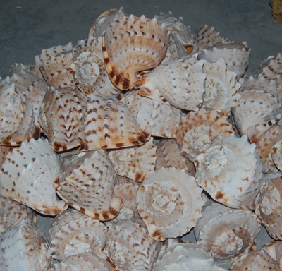 cassis madagascaries