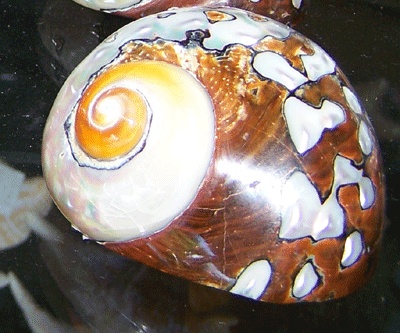 turbo shell
