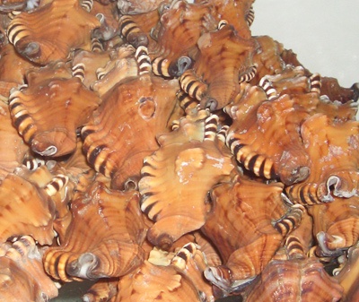 cymatium lotorium