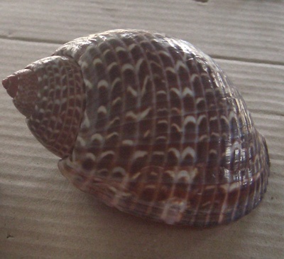 purpura persica