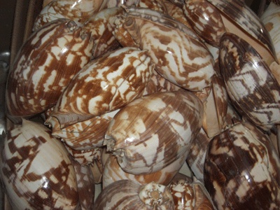 Melo umbilicatus