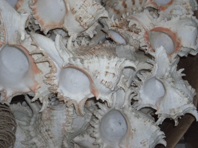 MURICIDAE . chicoreus ramosus shell
