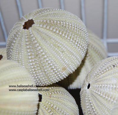 sea urchin indonesia