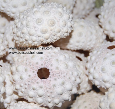 sea urchin dry shell