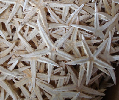 star fish small sand
