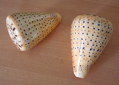 betulinus conus shell