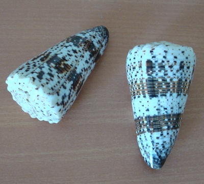 conus empirialis