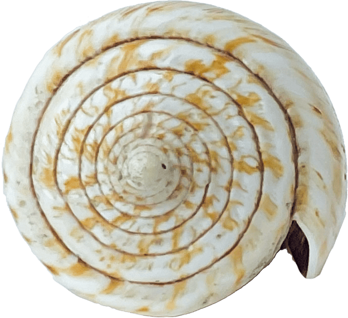 conus miles
