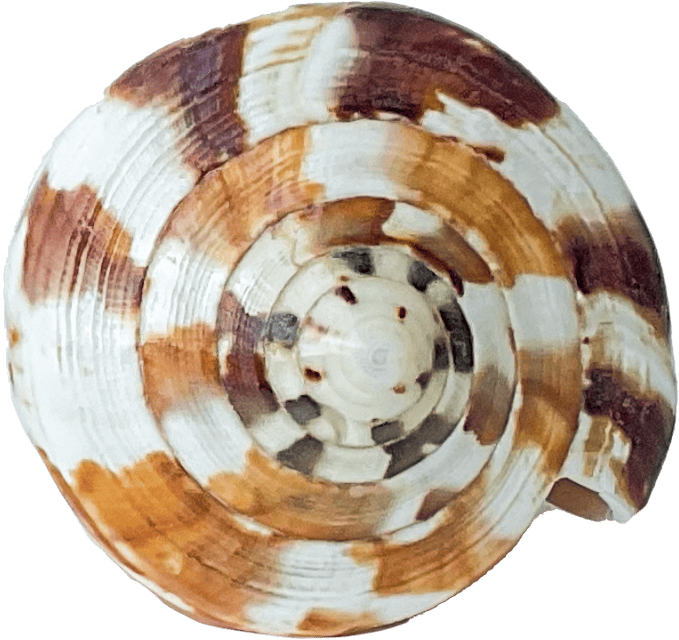 conus miles