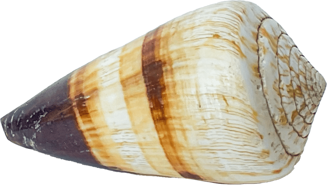conus miles