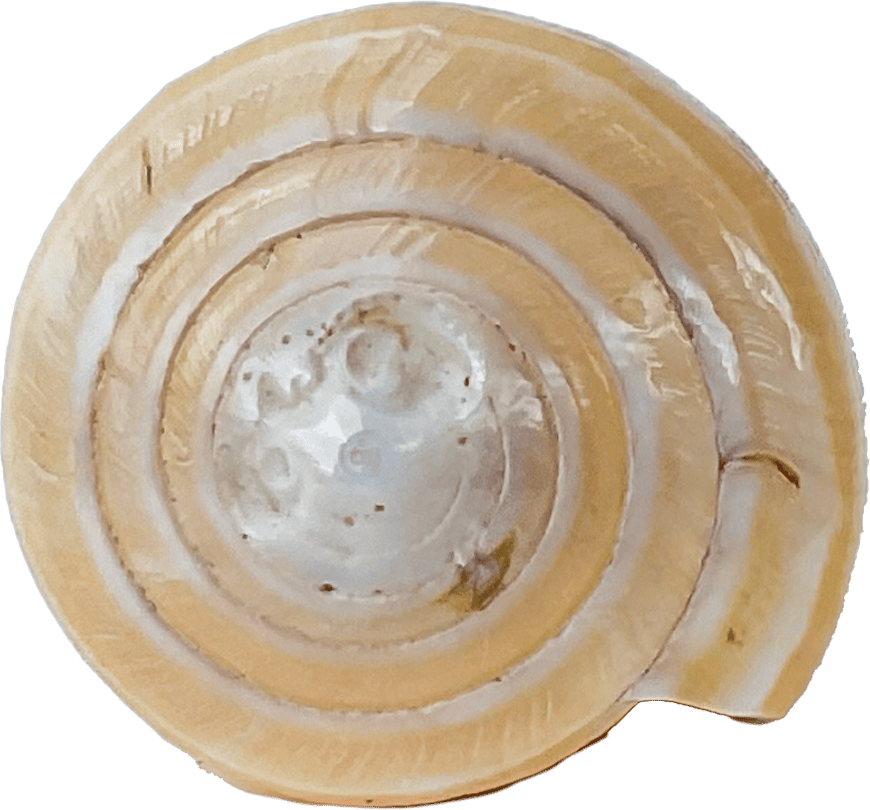 Conus virgo