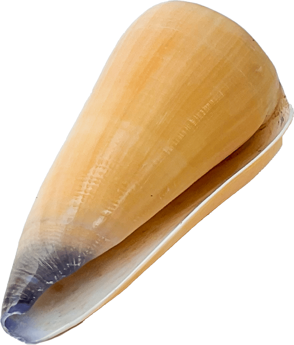 Conus virgo