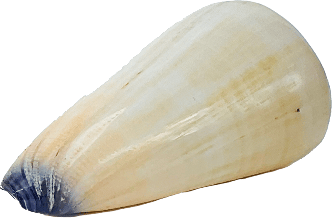 Conus virgo