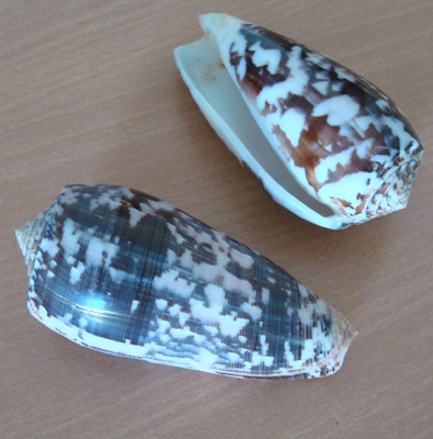 conidae conus striatus shell