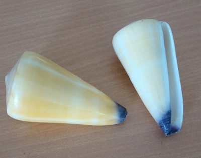 conus shell sugimotonis