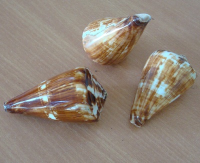 conus vexillum gmelin