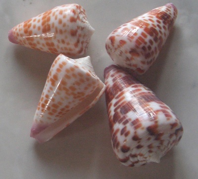 conus tessulatus