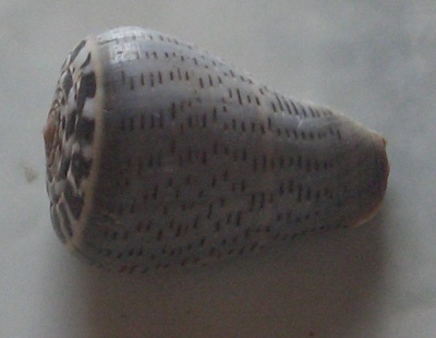 conus glaucus