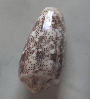 conus decurata