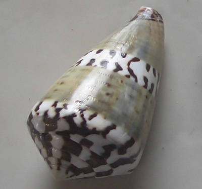 Conus capitaneus
