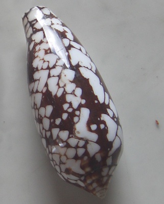 Conus Aulicus