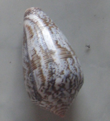 Conus achatinus