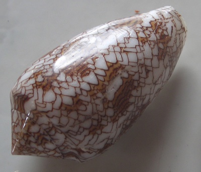 Conus Aulicus