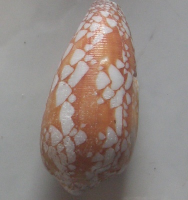 Conus episcopatus