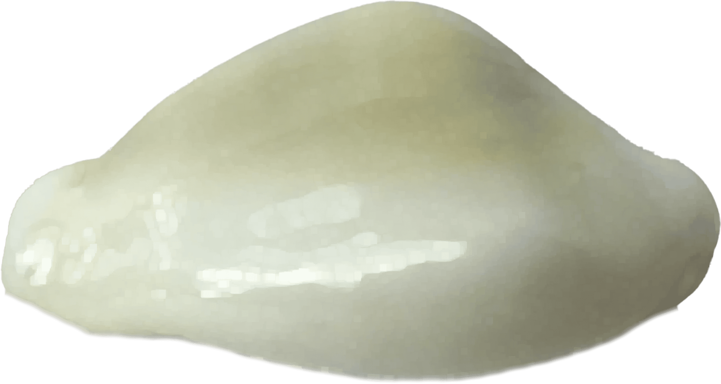 cypraea moneta